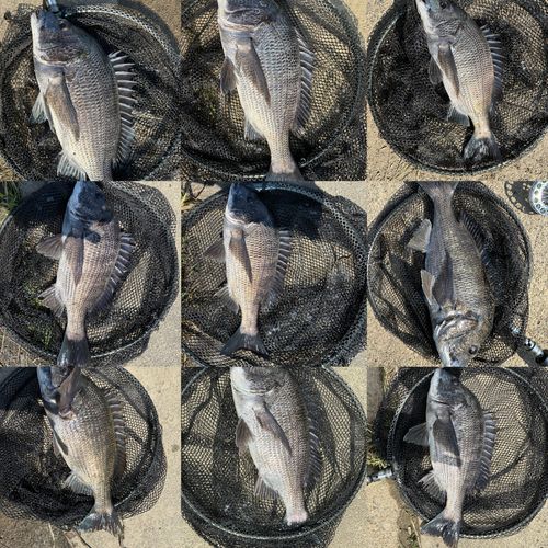 クロダイの釣果