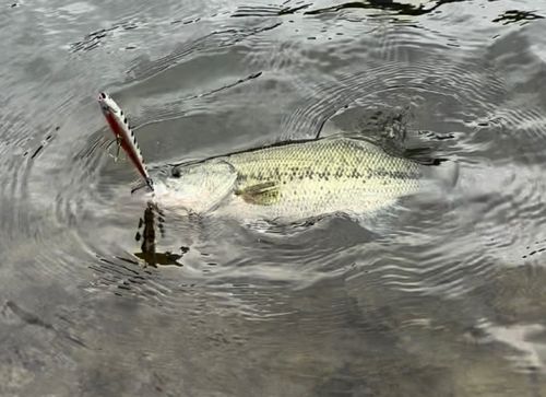 ブラックバスの釣果