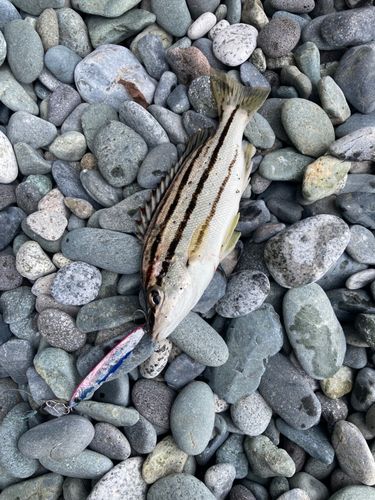 シマイサキの釣果