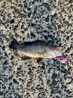 オオモンハタの釣果