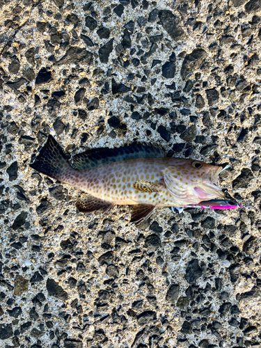 オオモンハタの釣果