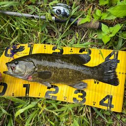 スモールマウスバス