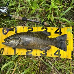 スモールマウスバス