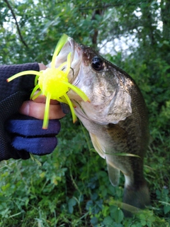 釣果