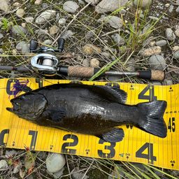 スモールマウスバス