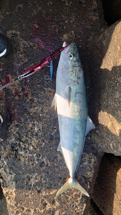 ブリの釣果