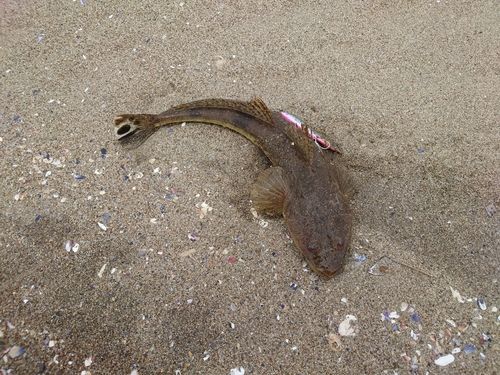 マゴチの釣果