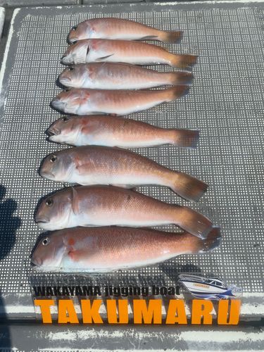 アマダイの釣果