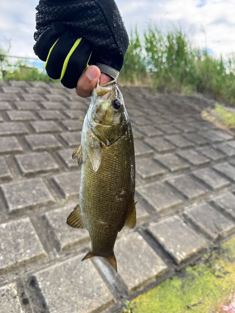 スモールマウスバス