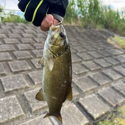 スモールマウスバス