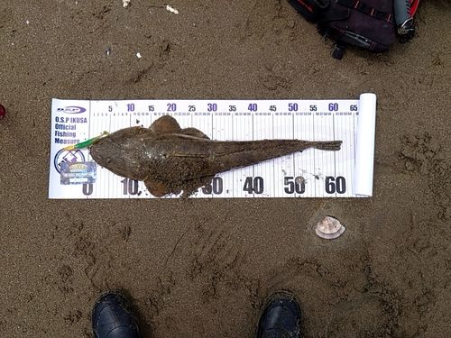 マゴチの釣果
