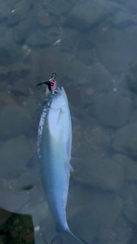 ヒメマスの釣果