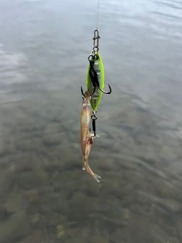 ワカサギの釣果