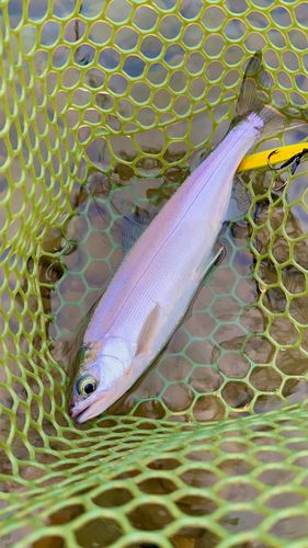 ヒメマスの釣果