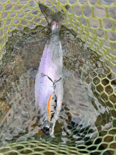 ヒメマスの釣果