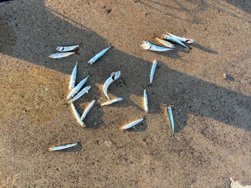 サバの釣果