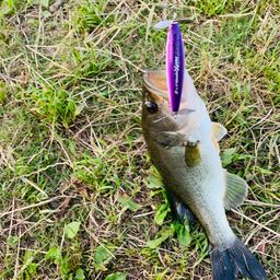 ラージマウスバス