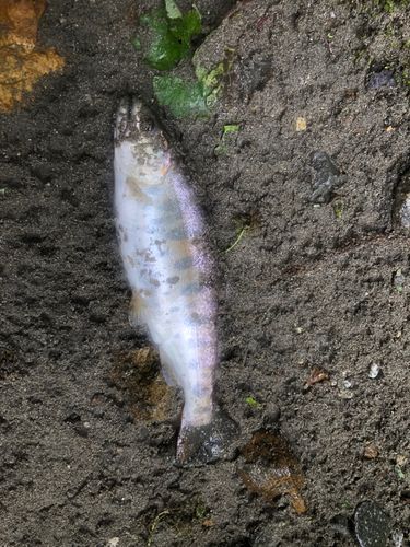 ヤマメの釣果