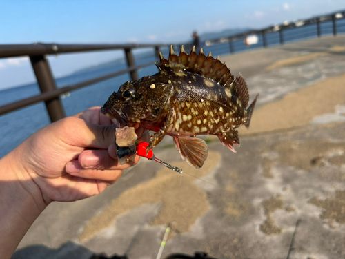 カサゴの釣果