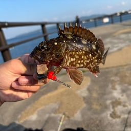カサゴ
