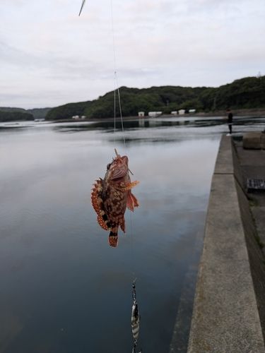 アラカブの釣果