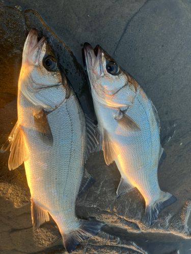 ヒラスズキの釣果