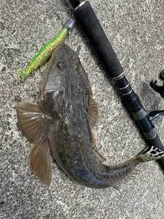 マゴチの釣果