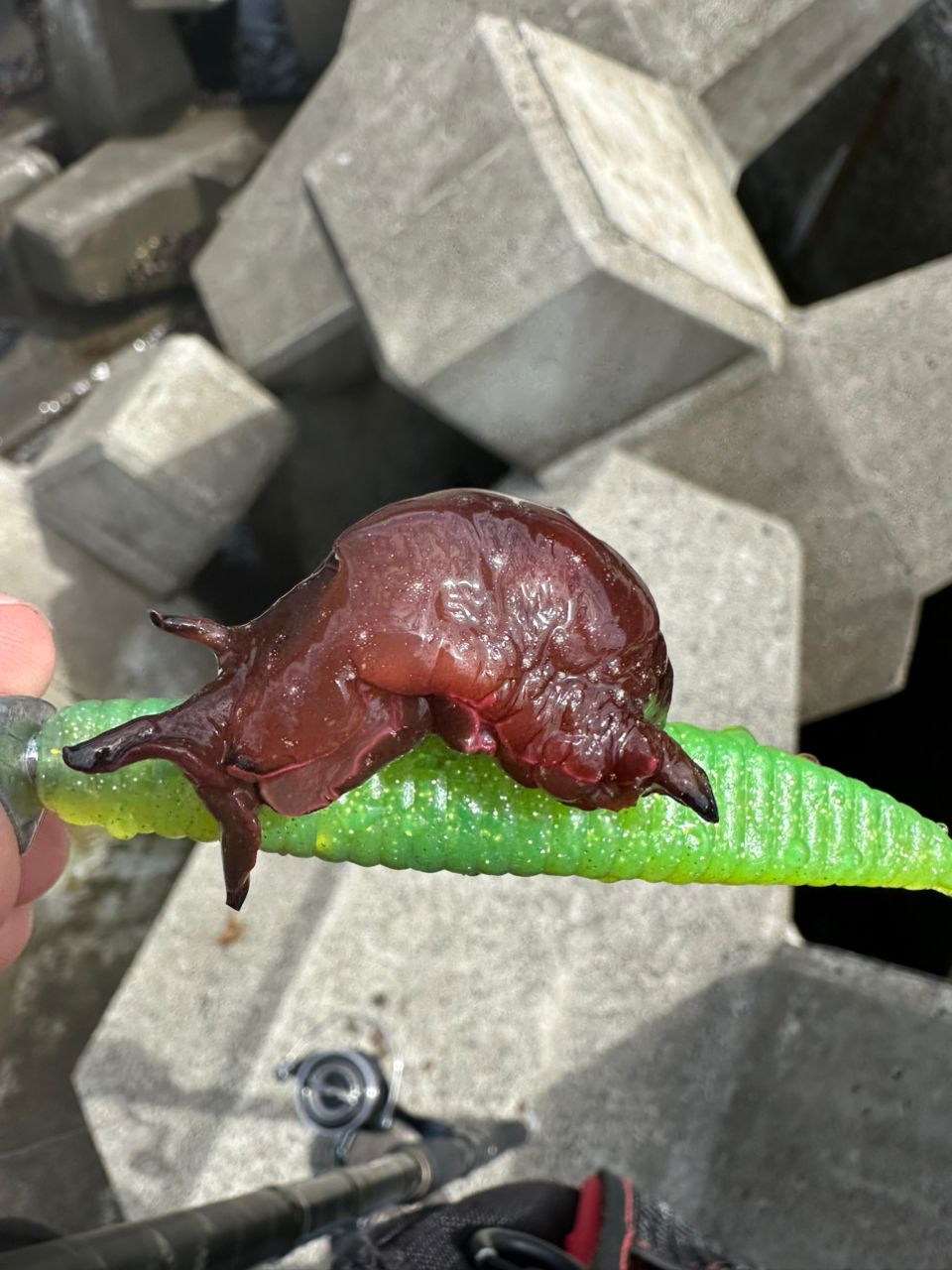 マゴチ