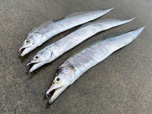 テンジクタチの釣果