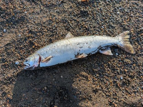 アメマスの釣果