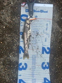 アメマスの釣果