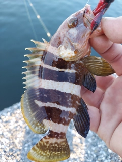 アオハタの釣果
