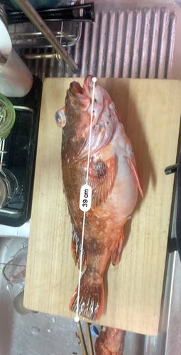 カサゴの釣果