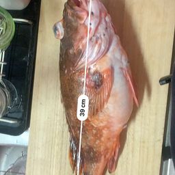 カサゴ