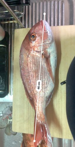 マダイの釣果