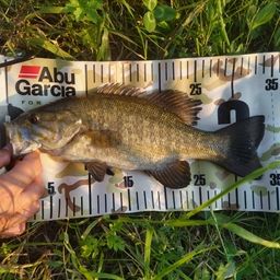 スモールマウスバス