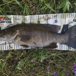 スモールマウスバス