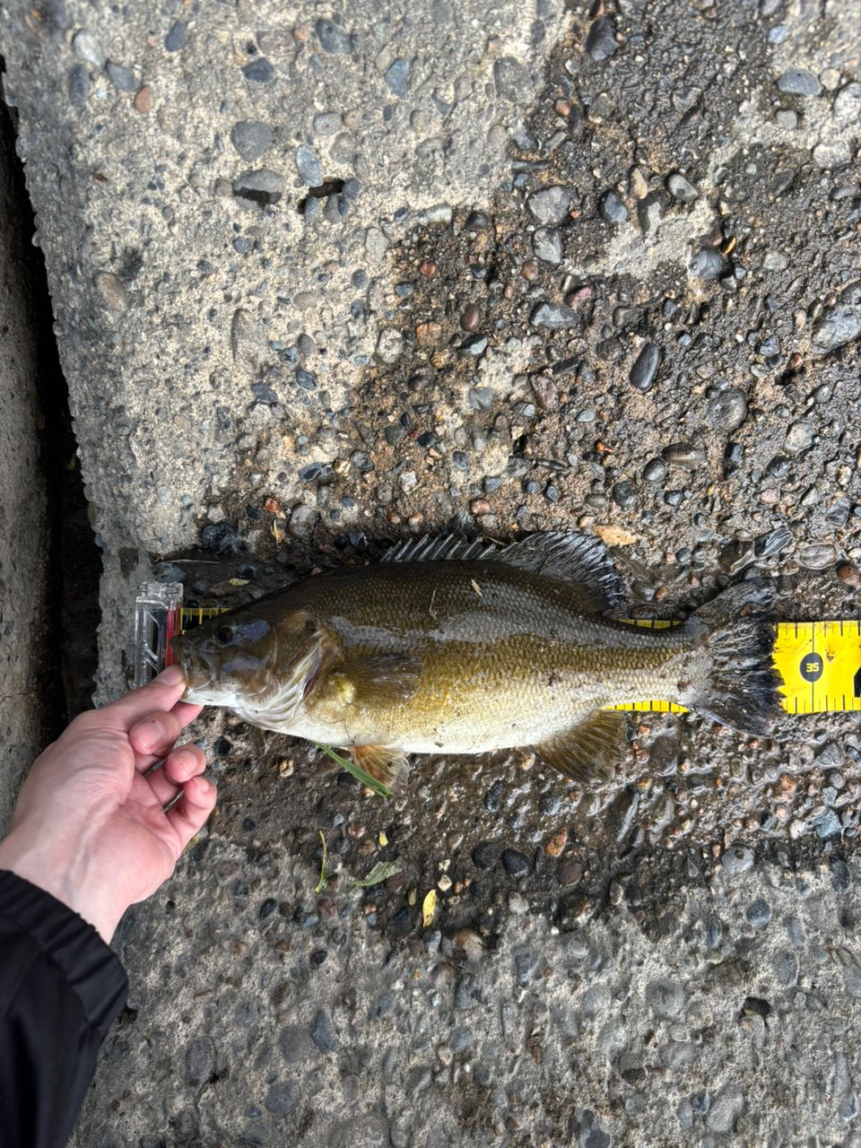 スモールマウスバス