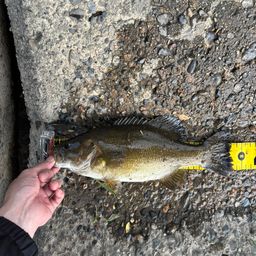 スモールマウスバス