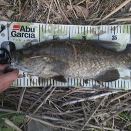 スモールマウスバス