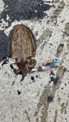 モンゴウイカの釣果