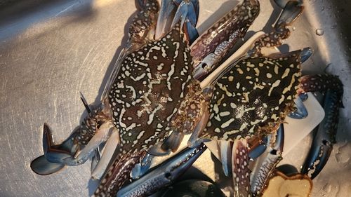 ワタリガニの釣果