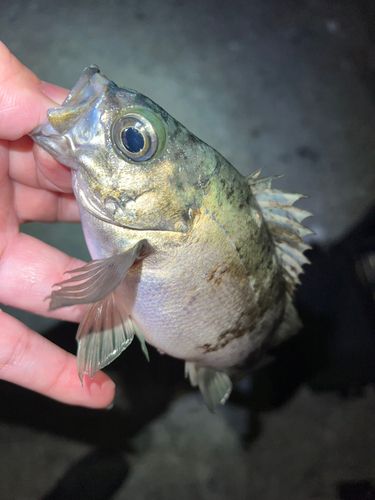 メバルの釣果