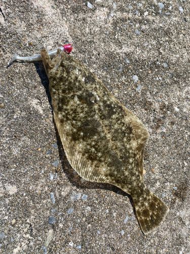 ヒラメの釣果