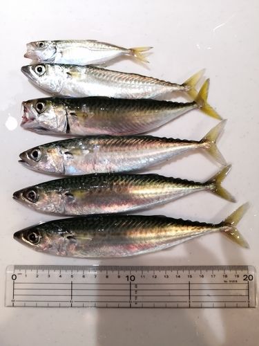 サバの釣果