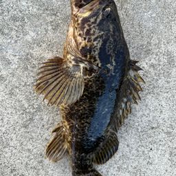 タケノコメバル