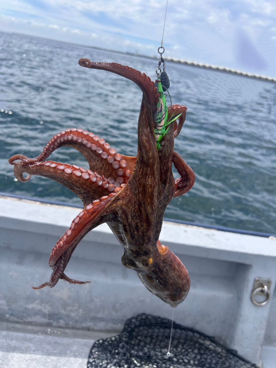 佐藤 直樹さんの釣果 2枚目の画像