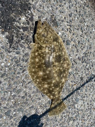 ヒラメの釣果