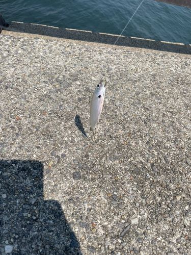 サッパの釣果