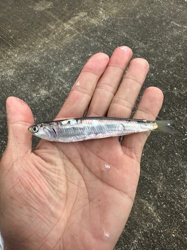 カタクチイワシの釣果